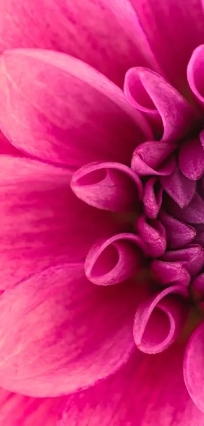 Close-up of a vibrant pink flower perfect for mobile wallpaper.