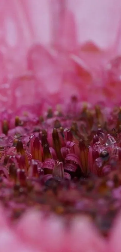 Close-up of a vibrant pink flower with intricate details and textures.