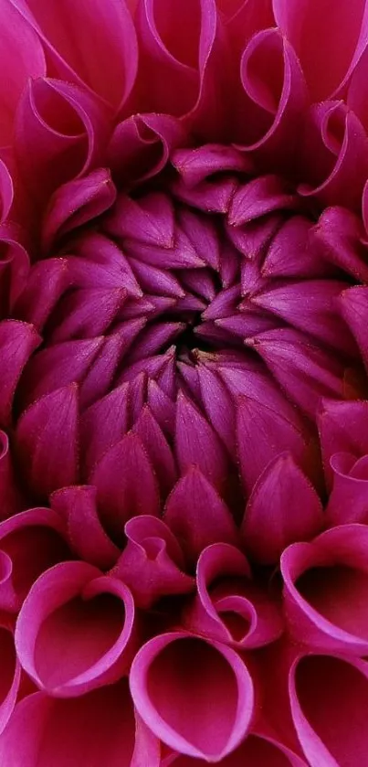 Close-up of vibrant pink flower petals in bloom.