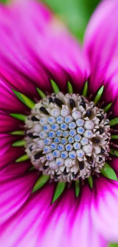 Close-up of vibrant pink flower wallpaper.