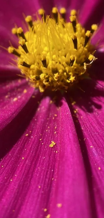 Close-up of a vibrant pink flower with yellow center on a mobile wallpaper.