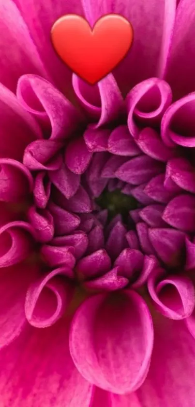 Close-up of vibrant pink flower with a red heart icon.