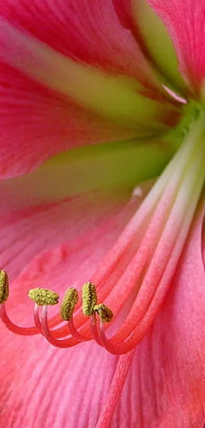 Close-up of a vibrant pink flower with detailed petals.