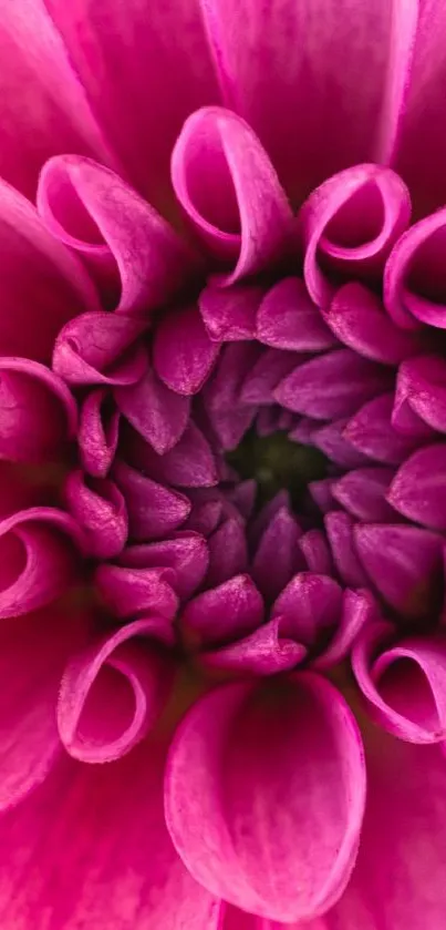 Close-up of vibrant pink flower petals creating a radial pattern.