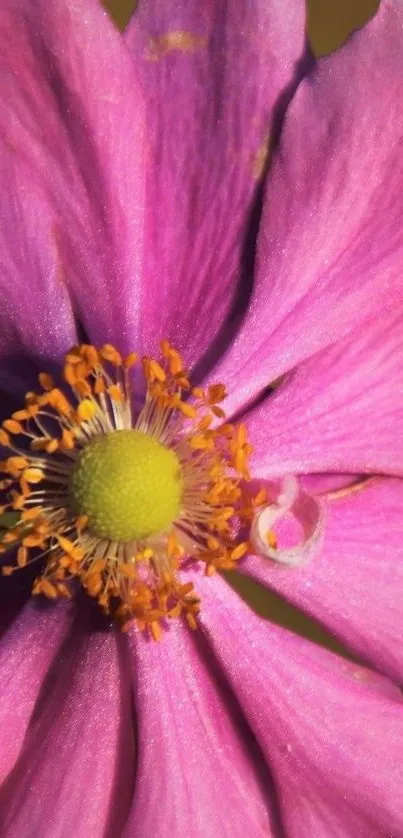 Vibrant pink flower with yellow center.