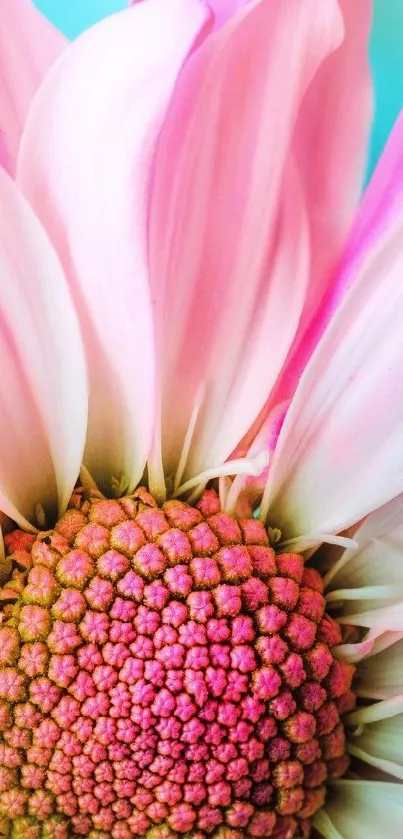 Closeup of a vibrant pink flower with detailed petals, perfect for mobile wallpaper.