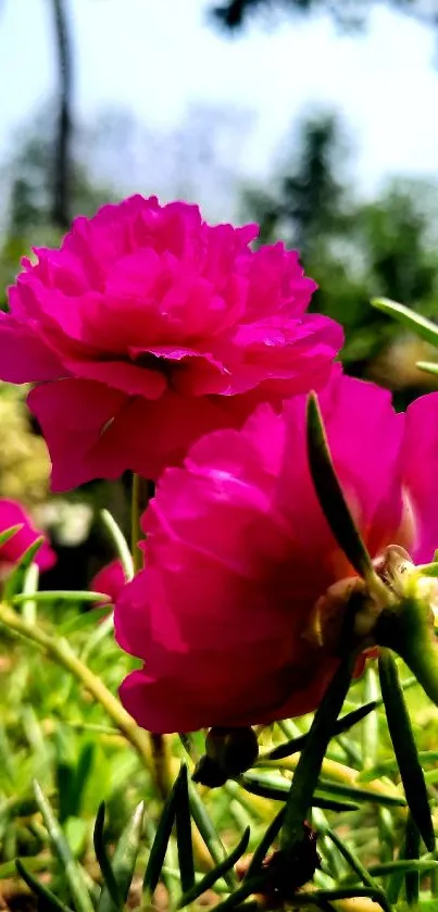 Vibrant pink flowers with green stems on a sunny day in a garden setting.