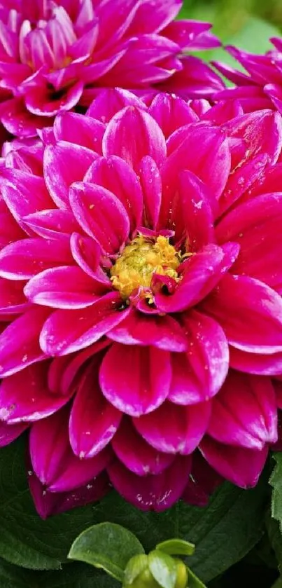 Vibrant pink flower wallpaper with lush green leaves.