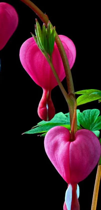 Vibrant pink flowers on a dark background, showcasing delicate botanical beauty.