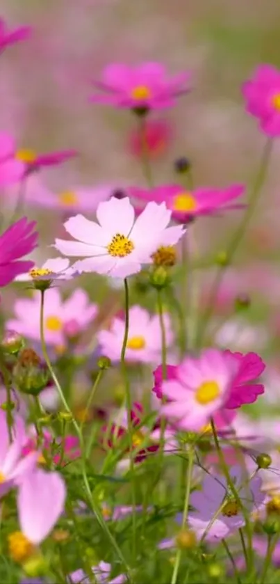 Pink flowers in a vibrant field, capturing nature's beauty for your phone wallpaper.