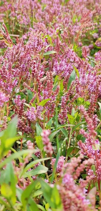 Vibrant pink flowers in a lush field.