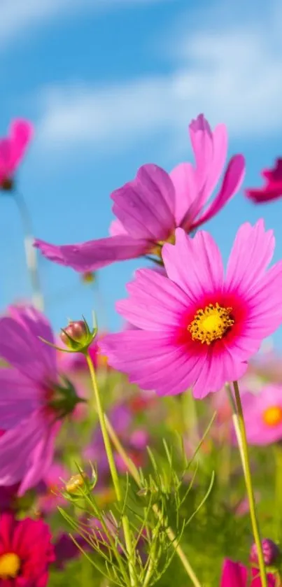 Vibrant pink cosmos flowers in a field against a bright blue sky.