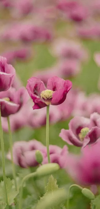 Mobile wallpaper featuring vibrant pink flowers in a scenic field.