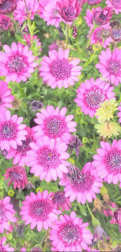 Vibrant pink flowers in full bloom, creating a lively and colorful mobile wallpaper.