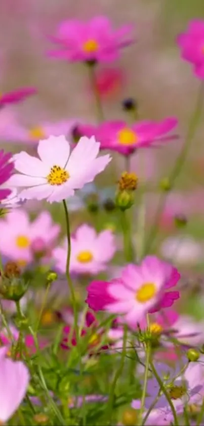 Pink and white flowers in a garden setting.