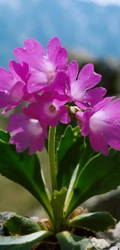 Vivid pink flower against a scenic natural backdrop.