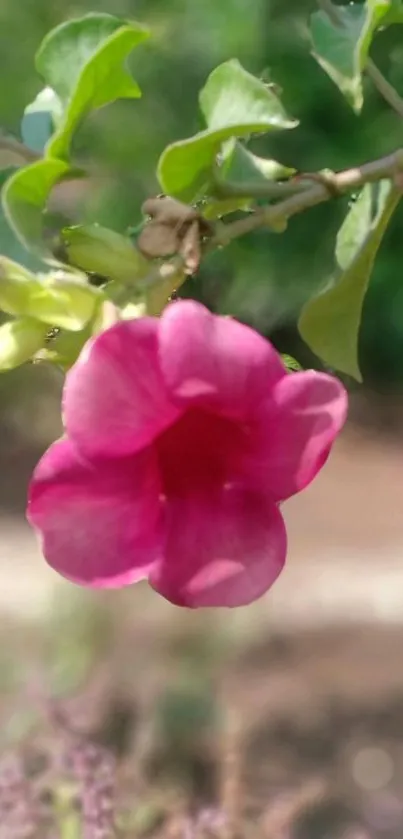 Pink flower on a branch with green leaves.