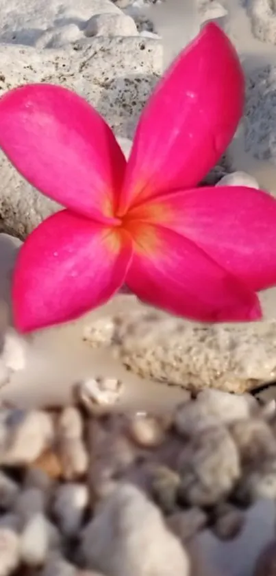 Vibrant pink flower on natural stones.