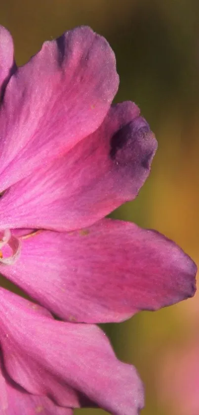 Close-up of vibrant pink flower petal against blurred background.