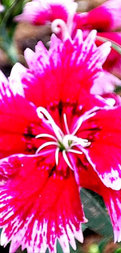 Vibrant pink flower wallpaper with white accents.