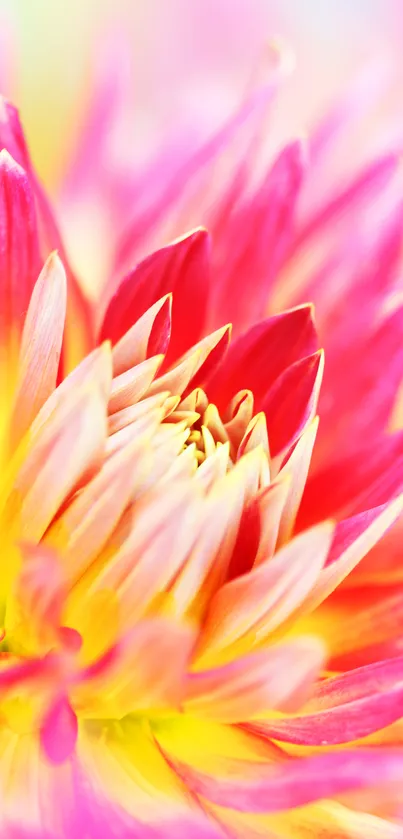 Close-up vibrant pink and yellow flower petals wallpaper.