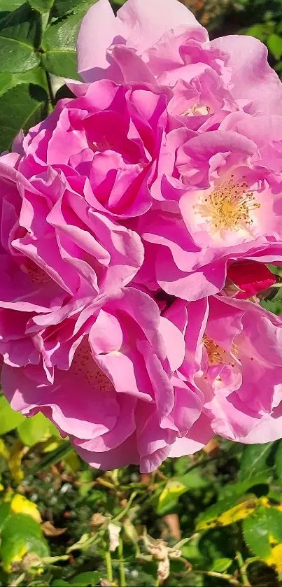 Vibrant pink flowers with lush green leaves in sunlight.