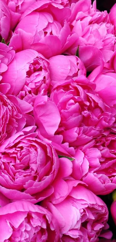 Lush pink peonies create a vibrant floral smartphone wallpaper.