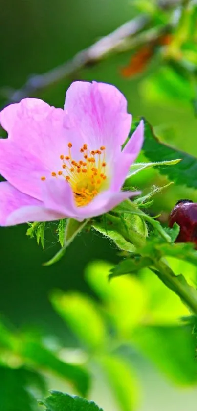 Pink flower with green leaves in the background on a phone wallpaper.