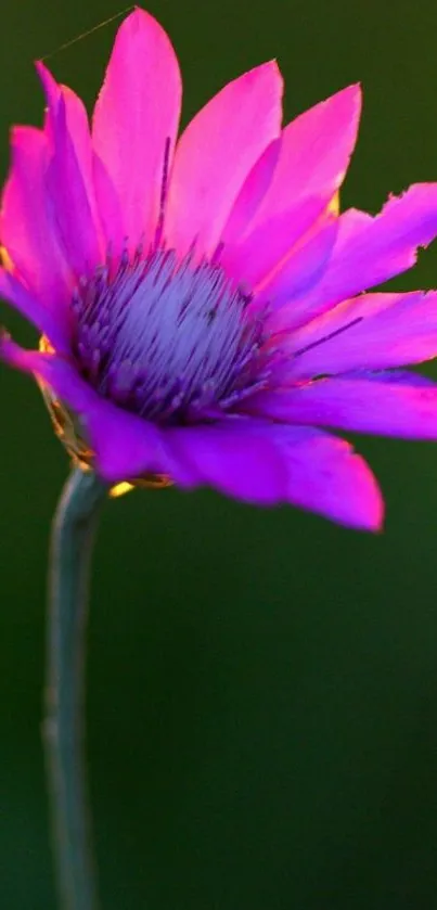 Elegant purple flower with green background wallpaper.