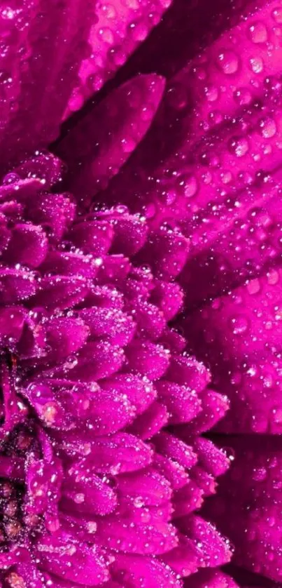 Vibrant pink flower with dewdrops close-up, perfect for phone wallpaper.