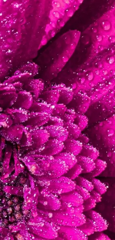 Close-up of vibrant pink flower with dewdrops, perfect for a mobile wallpaper.