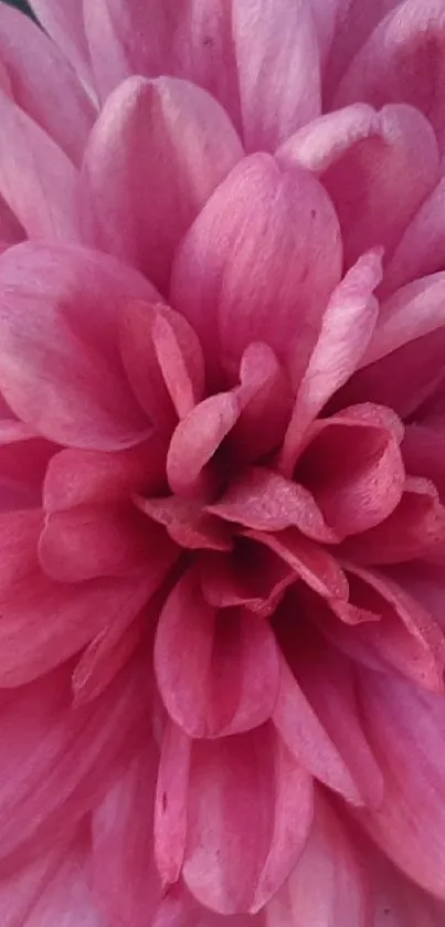 Close-up of vibrant pink flower petals.