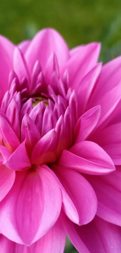 Close-up of vibrant pink flower with detailed petals.