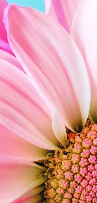 Close-up of a vibrant pink flower with delicate petals.