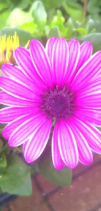 Vibrant pink flower with lush green leaves background.