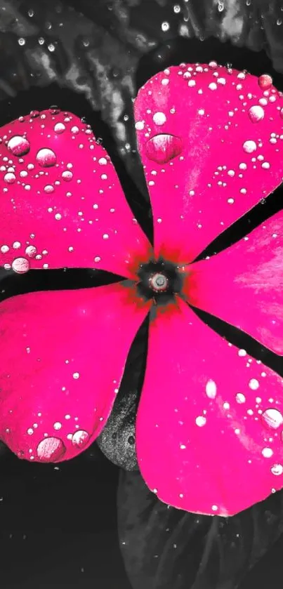 Vibrant pink flower with dewdrops on dark background.