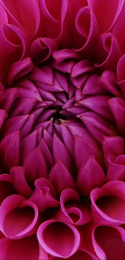 Close-up of vibrant pink flower with detailed petals.