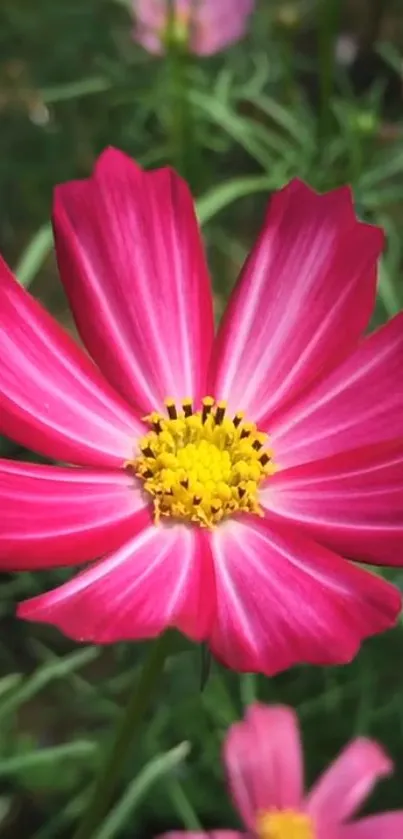 Vibrant pink flower with yellow center on green background.