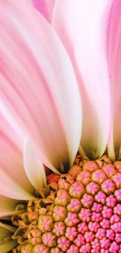 Close-up view of a vibrant pink flower with detailed petals.