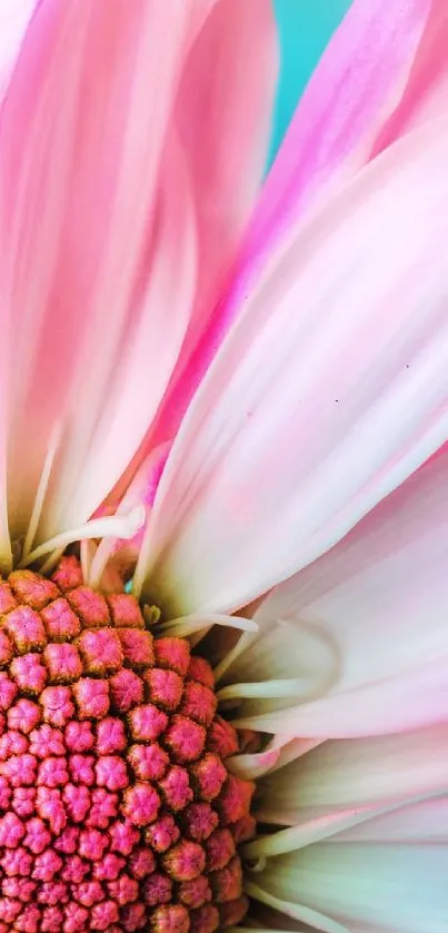 Close-up of a pink flower with delicate petals and vivid details.