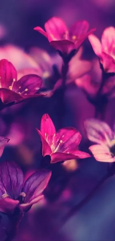 Vibrant pink flowers on a violet blurred background.