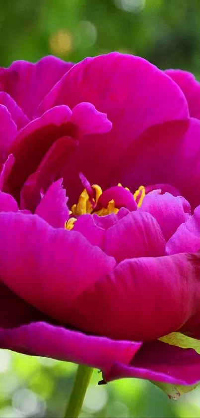 Pink flower with green background wallpaper