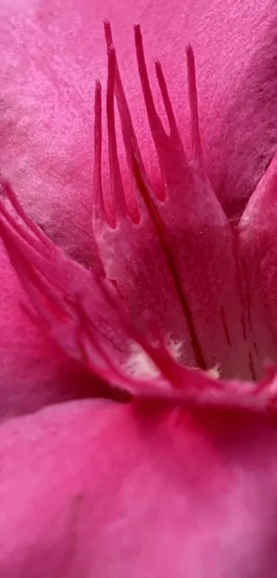 Close-up vibrant pink flower wallpaper with delicate petals.