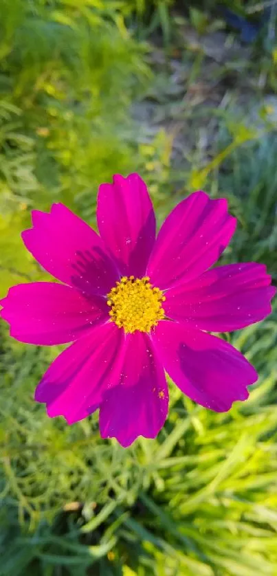 Bright pink flower with green background.