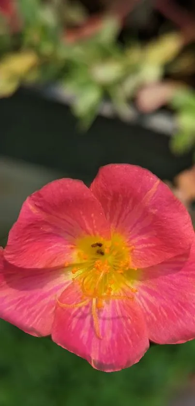 Close-up of vibrant pink flower with delicate petals in nature.