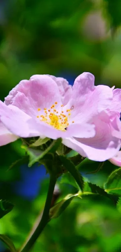 Beautiful pink flower with green leaves.