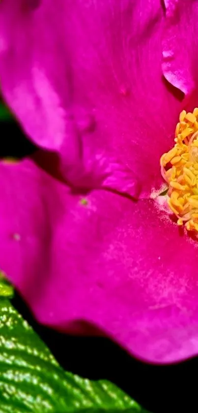 Close-up of a vibrant pink flower with green leaves background.