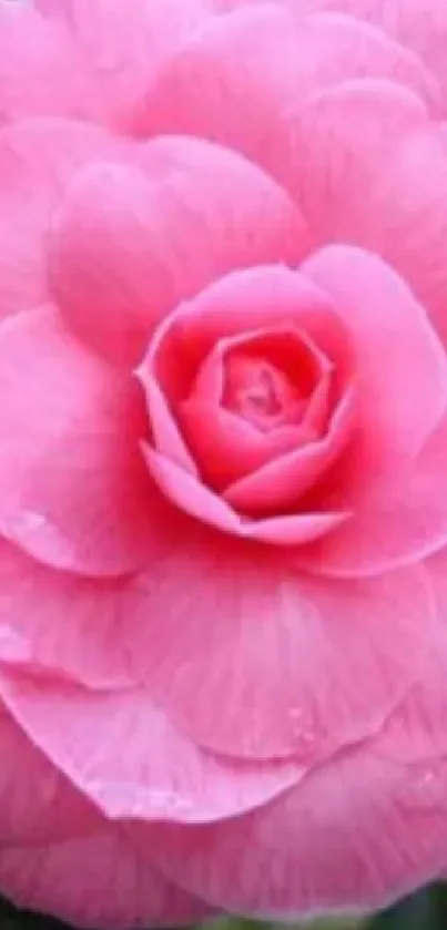 Vibrant pink camellia flower with delicate petals.