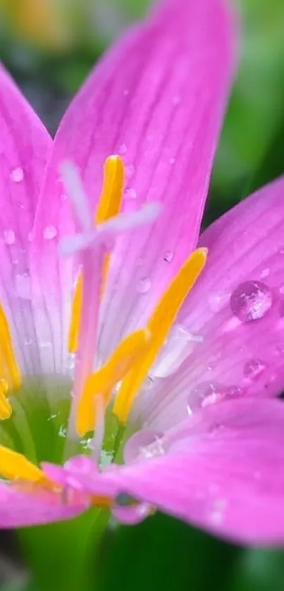 Vibrant pink flower with raindrops backdrop.