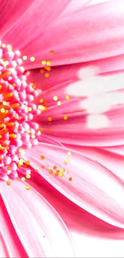 Close-up of a vibrant pink flower with detailed petals.